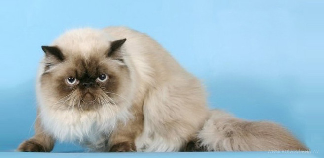 Персидская (гималайская) кошка